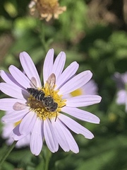Coelioxys modestus