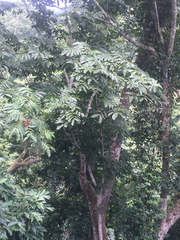 Pometia