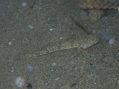 Pomatoschistus marmoratus