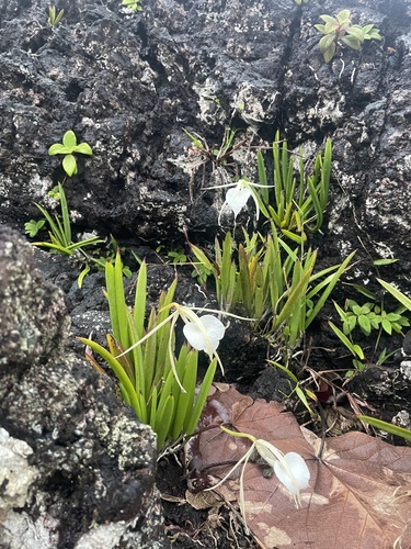 Brassavola nodosa