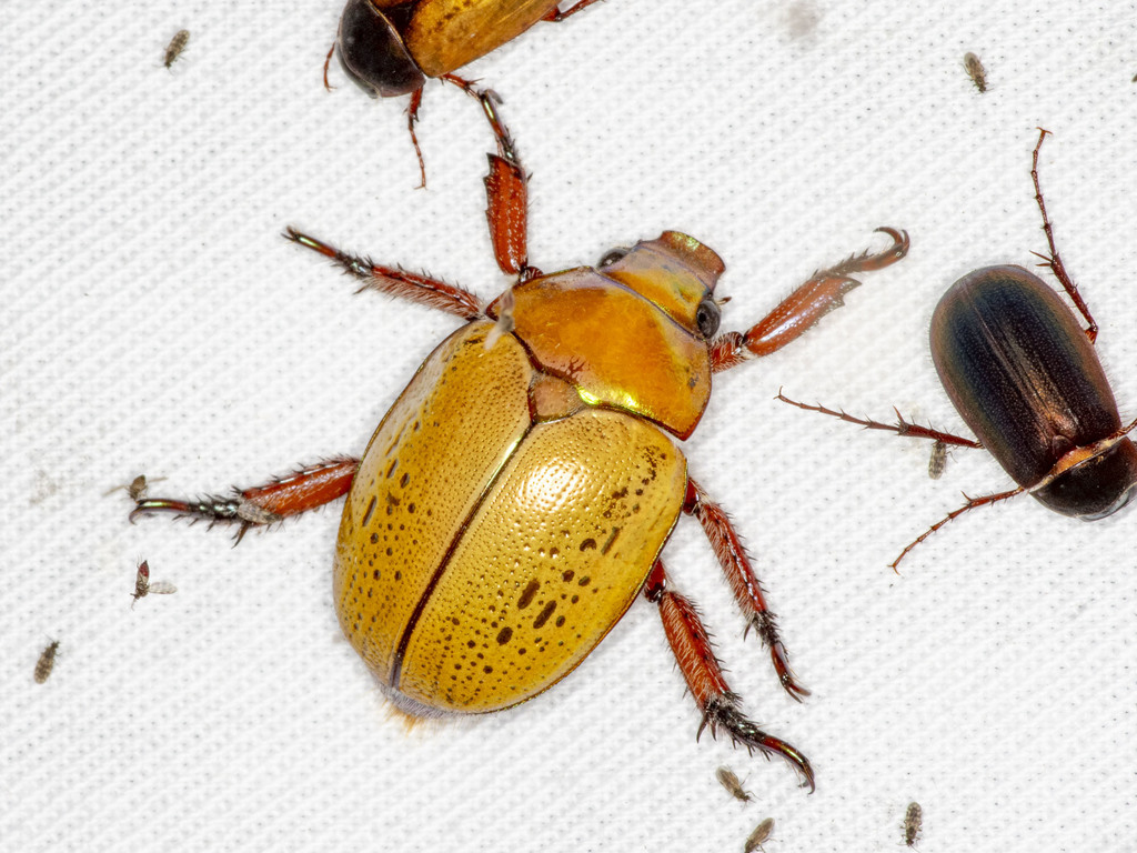 Anoplognathus olivieri