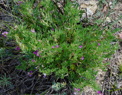 Astragalus vexilliflexus