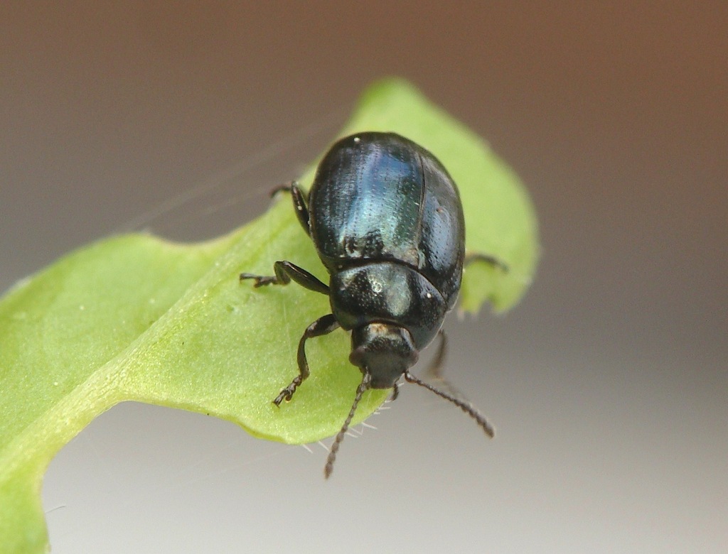 Phaedon cochleariae