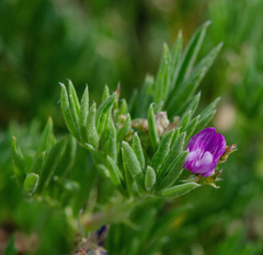 Astragalus vexilliflexus