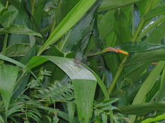 Fukienogomphus prometheus