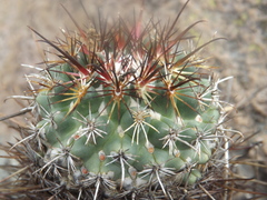 Coryphantha clavata stipitata