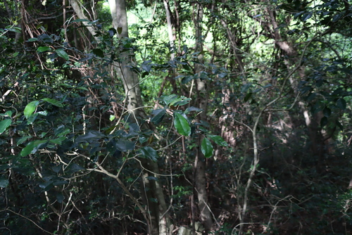 Image of Olea capensis by (c) Tony Rebelo, some rights reserved (CC BY-SA)