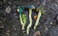 Hypomyces leotiicola