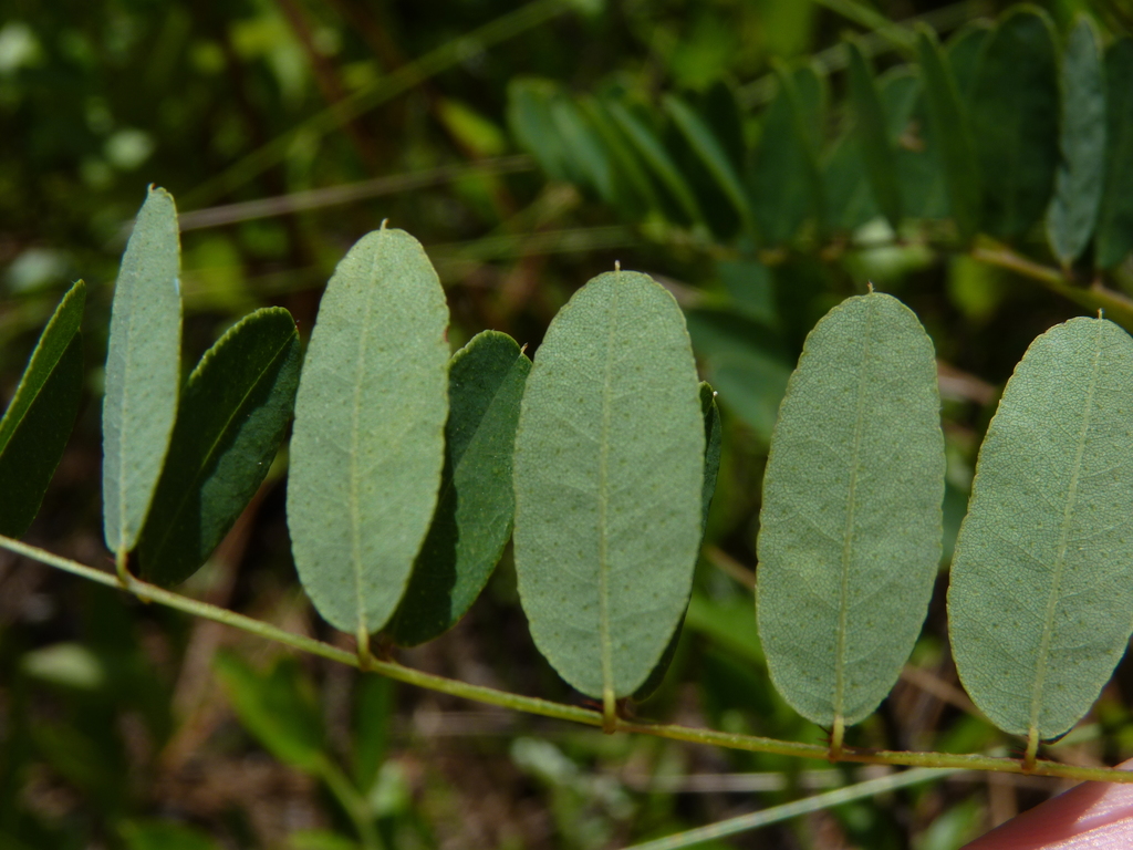 Carolina lead-plant