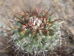 Coryphantha clavata stipitata