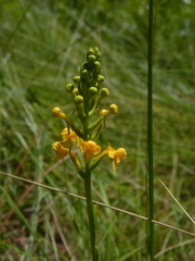Platanthera cristata