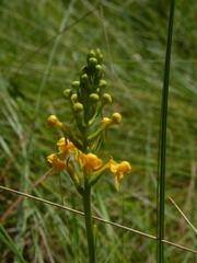 Platanthera cristata