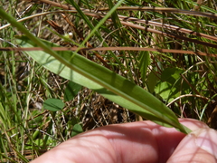 Platanthera cristata
