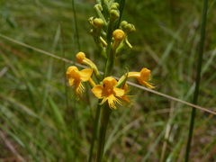 Platanthera cristata