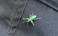 Phyllobius arborator