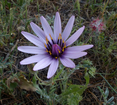 Pseudopodospermum papposum