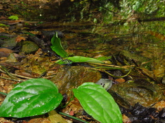 Euthygomphus koxingai