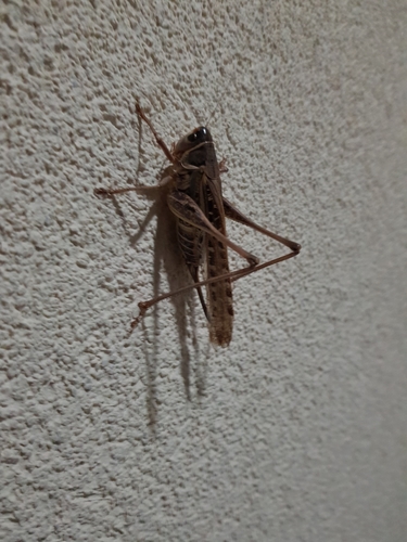 Veliki primorski konjic (Decticus albifrons)