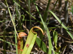 Sarracenia rubra