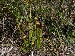 Sarracenia rubra