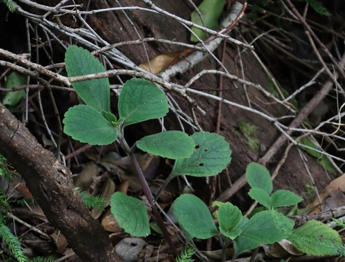 Image of Mauve Spurflower (Plectranthus malvinus) by (c) Tony Rebelo, some rights reserved (CC BY-SA)