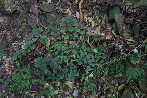 Image of Plectranthus malvinus by (c) Tony Rebelo, some rights reserved (CC BY-SA)