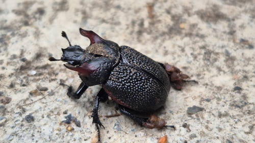Frickius variolosus (Frickius variolosus)