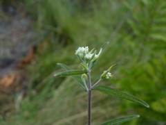 Eupatorium leucolepis
