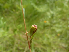 Ludwigia virgata