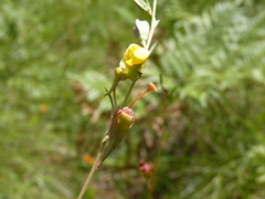 Ludwigia virgata