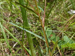 Ludwigia virgata