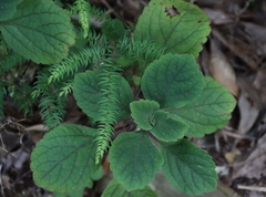 Plectranthus malvinus, photograph (c) Tony Rebelo, some rights reserved (CC BY-SA)