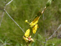 Ludwigia virgata