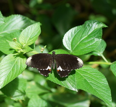 Papilio ambrax