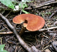 Cystodermella