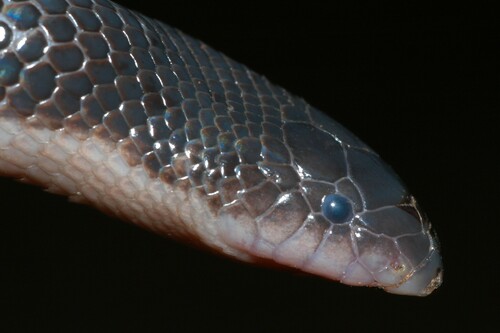 Beaked Burrowing Asp
