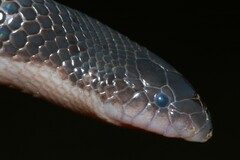 Beaked Burrowing Asp photo 3