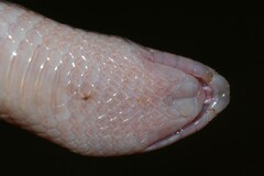 Beaked Burrowing Asp photo 2