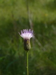 Cirsium lecontei