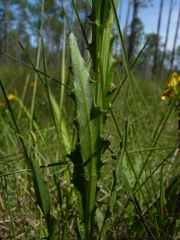 Cirsium lecontei