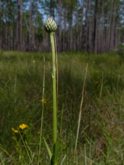 Cirsium lecontei