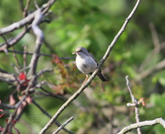 Curruca cantillans albistriata