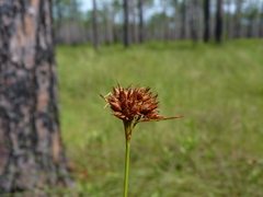 Rhynchospora ciliaris