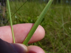 Rhynchospora ciliaris