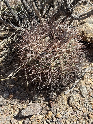 Gymnocalycium hossei