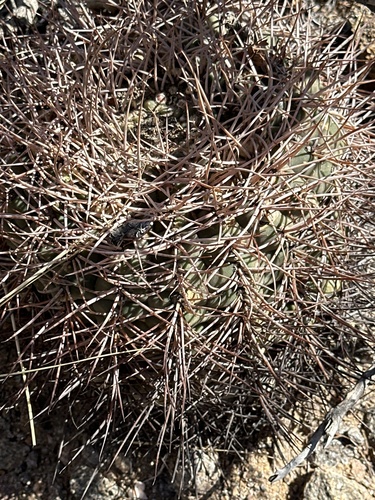 Gymnocalycium hossei