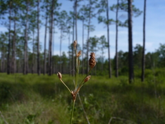 Fimbristylis puberula
