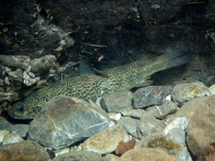 Salmo marmoratus