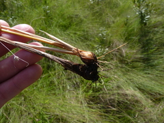 Fimbristylis puberula