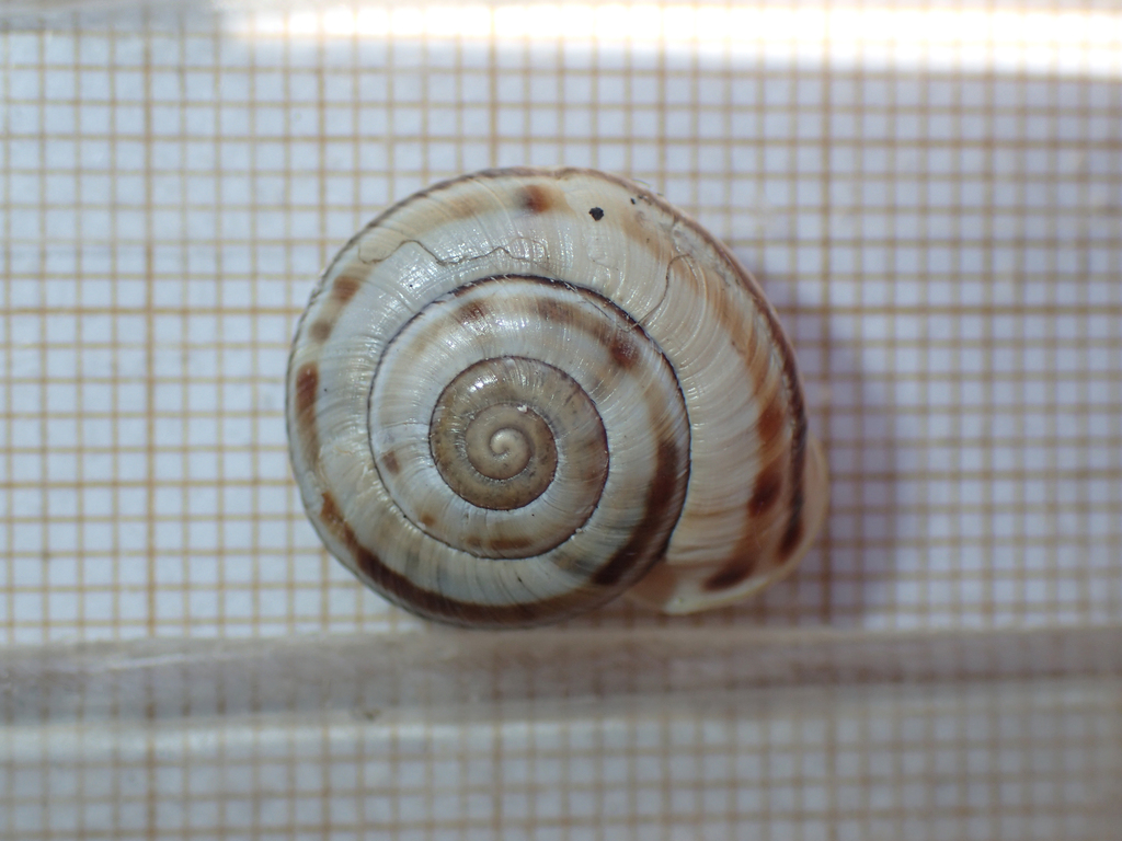 Kosicia